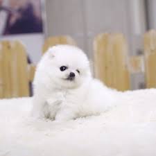We have been helping pomeranian lovers throughout the us find their perfect fur babies for several years. White Teacup Pomeranian Puppies For Sale Cabo Rojo Pr En Oc2o