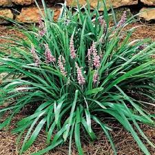 Classy Groundcovers Quality Ground Cover Plants Lily Turf Plants Monkey Grass