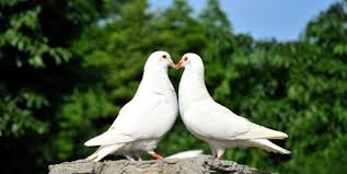 Selain itu, pada masa perang burung merpati sering digunakan untuk keperluan mengirim surat. Gambar Burung Merpati Radea