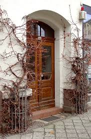 Once a root system is developed, the vigorous climbing begins, and it can cover your trellis or wall in no time. Climbing Hydrangea Hydrangea Petiolaris