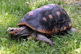 Red Footed Tortoise The Maryland Zoo