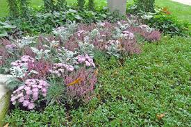 Bodendecker Die Pflegeleichte Grabbepflanzung In 2020 Bepflanzung Grabbepflanzung Bodendecker