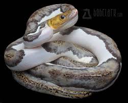 Bob Clark Reptiles Available Reticulated Pythons
