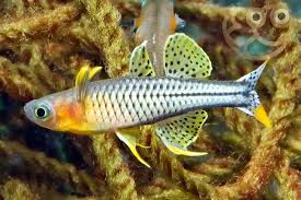 Image result for Pseudobromus engleri