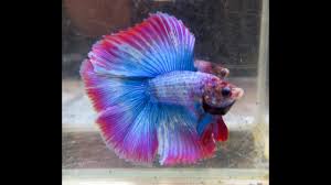 550 x 548 jpeg 68 кб. Purple Rainbow Dthm Male Betta 18 22 Livingart19 Youtube