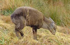 Image result for Aneulophus