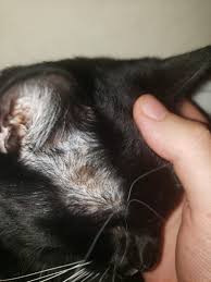 Check spelling or type a new query. Does Anyone Know What These Brown Spots Are On My Cat S Brows Catcare