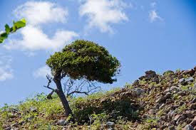 Image result for Libidibia coriaria