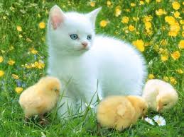 http www ruyatabirleri net ruyada kedi gormek htm cute kittens kediler ve yavrulari sevimli hayvan yavrulari