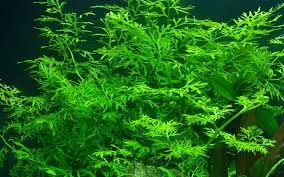 Image result for Ceratopteris thalictroides