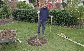 Kauft man einen apfelbaum im container, kann dieser das gesamte jahr über gepflanzt werden, außer natürlich bei gefrorenem boden. Apfelbaum Pflanzen Pflegen Und Ernten Mein Schoner Garten