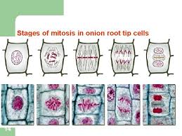 Sign in to view the content. Mitotic Cell Division 1 Objectives 2 Learn Preparing