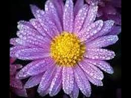 Purple flowers come in so many shades and are considered one of the most popular colors in did you know some purple flowers attract cats and butterflies? Purple Flower Names Enlisted With A Beautiful Photo Gallery Buzzle Youtube