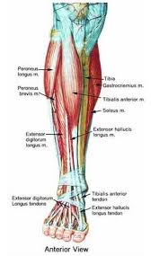 Often called the quads, this group of muscles is used to extend the leg at the knee and aids in walking, running, and jumping. Muscle Anatomy Physiology Health Fitness Training Muscle Bone Leg Muscle Anatomy Leg Anatomy Leg Muscles Anatomy