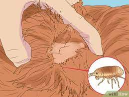 They fight back and bite when make sure to meticulously vacuum all these areas to get rid of all hidden larvae and pupae. 3 Ways To Get Rid Of Sandfleas Wikihow