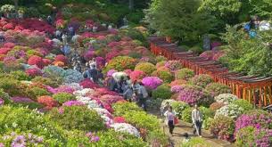 Jauh lebih beragam daripada yang dulu. Bermekaran Cantik Menikmati Pesona Bunga Azalea Di Kuil Nezu Shrine Jepang