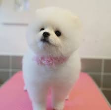 Ginger, now bella , has been adopted and will be living in fla and michigan! Mi Ki Puppies For Sale Uk Bmo Show