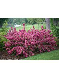 Check spelling or type a new query. Weigela Sonic Bloom Pink