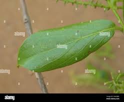 Image result for Combretum erythrophyllum