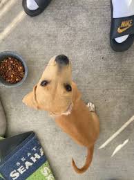 Keep in mind that adoptions occur frequently and we can not guarantee. Tampa Puppies And Dogs For Adoption Home Facebook