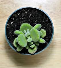 Bear S Paw Succulent Cotyledon Tomentosa Care And Growing Tips