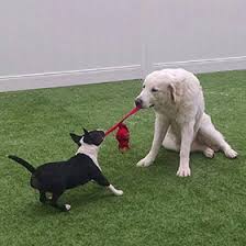We know that your pet is a member of your family and like all family members you want only the best for him. Pet Boarding Dog Daycare Utica Washington Twp Shelby Township Mi