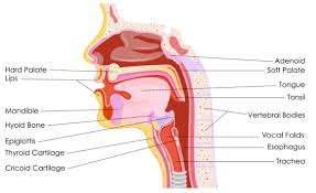 Image result for Swallowing