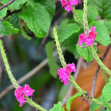 Image result for Stachytarpheta cayennensis