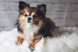 Buongiorno ho un chihuahua di 5 mesi che pesa 2 chili ed è passato all'alimentazione casalinga da un mese e ho notato che è parecchio dimagrito. Chihuahua Carattere Alimentazione E Come Educarlo