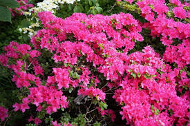 Japanische Azalee Rubinetta Rhododendron Obtusum Rubinetta Azaleen Blutenfarben Rhododendron Luteum