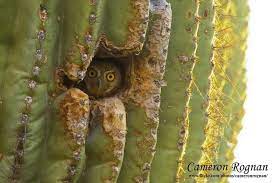 There are around 2000 different species of cactus that differ in size, shape, color and type of habitat. Elf Owl Birdnote