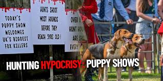 July fox hunting update: The hypocrisy of pro-hunt puppy shows