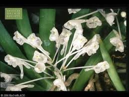 Image result for Podangis dactyloceras