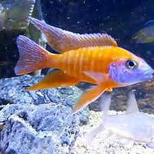 Maybe you would like to learn more about one of these? Mengintip Cantiknya Ikan Cichlid Asal Afrika Bersama Cichlid Hobbies Indonesia Merahputih