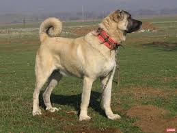 Kangal Kopegi Ozellikleri Nelerdir Nasil Bakilir Ala Bilgi