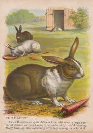 Pin On Antique Animal Art Prints
