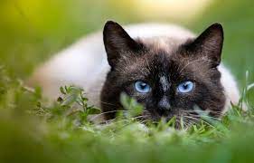 Do Siamese Cats Shed A Lot Are They Hypoallergenic Know Here