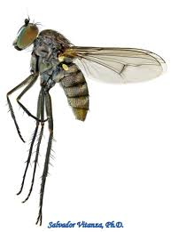 Image result for Dolichopentas