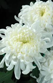 White flowers lend a cooling effect to the garden, especially on hot summer days. White Chrysanthemums White Chrysanthemum Pretty Flowers Chrysanthemum