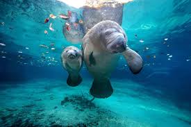 The following won't even cost a. Top 17 Things To Do In Tampa Bay Florida