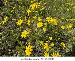 Image result for Senecio pachyrhizus