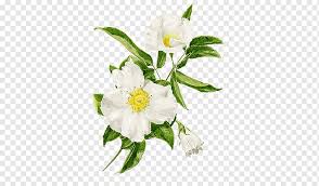 Check spelling or type a new query. State Flower Png Images Pngwing