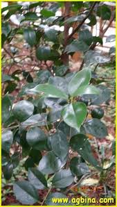 Image result for Scolopia mundii