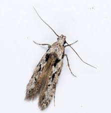 Image result for Altenia scriptella