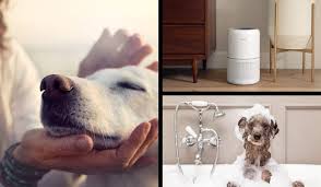 Filters, dust, smoke, pollen, odors, mold spores, and pet dander. Dealing With Dog Odors Will Air Purifiers Help With Dog Smell
