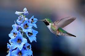 37 Flowers That Attract Hummingbirds To Keep In Your Homestead Hummingbird Photos Hummingbird Pictures Hummingbird Flowers