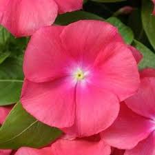 Pin On Vinca Pervane Cicegi