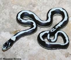 Snakes are a truly diverse group of reptiles varying in size, colours, patterns and even diet habits. Locality Cal Kings
