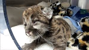 These fads and trends inevitably spread out regionally and beyond, urged along by social media, news. Florida Panthers Chapter 1 Simplebooklet Com