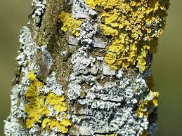 Lachen ist eines der wichtigsten angeborenen emotionalen ausdrucksverhalten des menschen, das nicht nur, aber vor allem in der gemeinschaft mit mitmenschen seine wirkung entfaltet. Study Reveals How Lichens Stayed Together Split Up Swapped Partners And Changed Form Over 250 Million Years